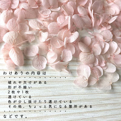 各種造型！合理的產品[Anabel Baby Pink] Michinoku Hydrangea 第4張的照片