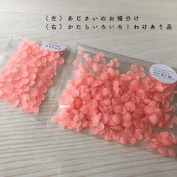 各種造型！合理的產品[Anabel Flamingo] Michinoku Hydrangea 第2張的照片