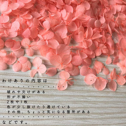 各種造型！合理的產品[Anabel Flamingo] Michinoku Hydrangea 第4張的照片