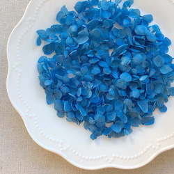 各種形狀！合理的商品[安娜貝爾鈷藍色] Michinoku繡球花 第1張的照片