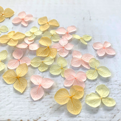 繡球花瓣[30種國產杏花杏混合物]繡球花的財富分享Michinoku繡球花 第1張的照片
