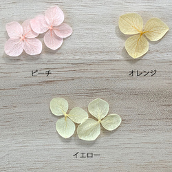 繡球花瓣[30種國產杏花杏混合物]繡球花的財富分享Michinoku繡球花 第4張的照片