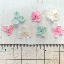 あじさい　花びら【国産　アナベル・ベビーmix　30枚】あじさいのお福分け　みちのくあじさいや 3枚目の画像