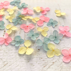 繡球花瓣[國內安娜貝勒/夢川混合30件]繡球運勢分享Michinoku繡球花 第1張的照片