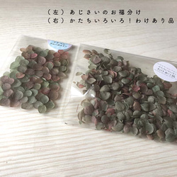 各種造型！合理的商品【Anabel Blue Bordeaux】陸奧繡球花 第2張的照片