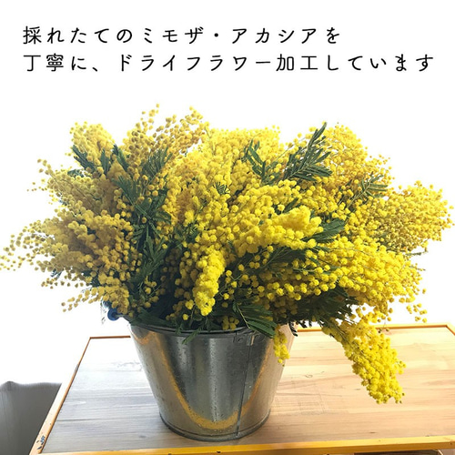 ミモザ（アカシア）ミランドール イタリア産 ＜2025年1月入荷分