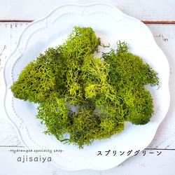 水晶入りアーシングポットキット（苔タイプ） その他素材 otu-shop