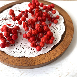 再入荷 】世界最小のバラ リトルウッズ ピンク 国産【 ドライ