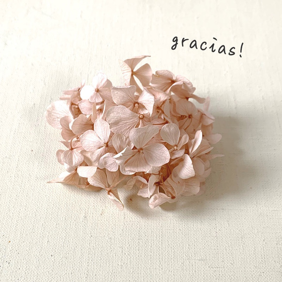 Gracias! あじさい・数量限定ヌードピンク【 プリザーブドフラワー】グラシアスあじさい〈アジサイ　紫陽花〉 1枚目の画像