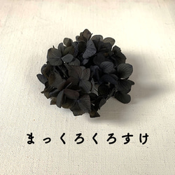 ナイトブラック（つや消し）　あじさい【 プリザーブドフラワー】〈アジサイ　紫陽花〉 1枚目の画像