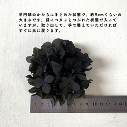 ナイトブラック（つや消し）　あじさい【 プリザーブドフラワー】〈アジサイ　紫陽花〉 3枚目の画像