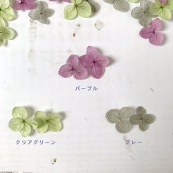 繡球花瓣[國內安娜貝勒葡萄混合30片]繡球占卜的Michinoku繡球 第4張的照片