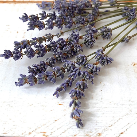 ラベンダーEU（ナチュラル）ドライフラワー※展示用 その他素材