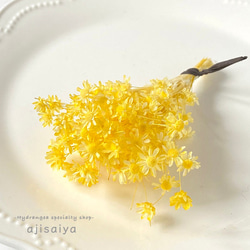 Pastel Color Flower Material Morning Yellow &lt;Star Flower Mini 第1張的照片