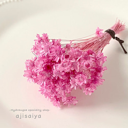 粉彩花材草莓&lt;Star Flower Mini&gt;彩色乾花 第1張的照片