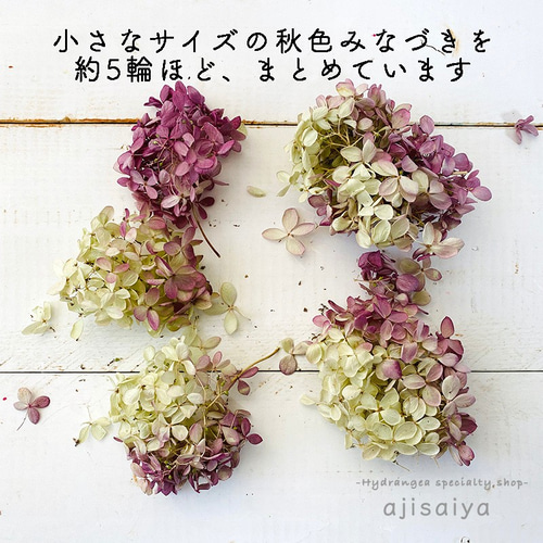 紫陽花ドライフラワー J5 120サイズ 作家様向け 秋色紫陽花 秋色紫陽花のドライフラワー販売中｜racsshandmade | racssblog