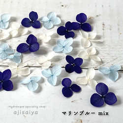 新色繡球花瓣[Anabel Marine Blue mix 30日本製造]繡球算命 第1張的照片