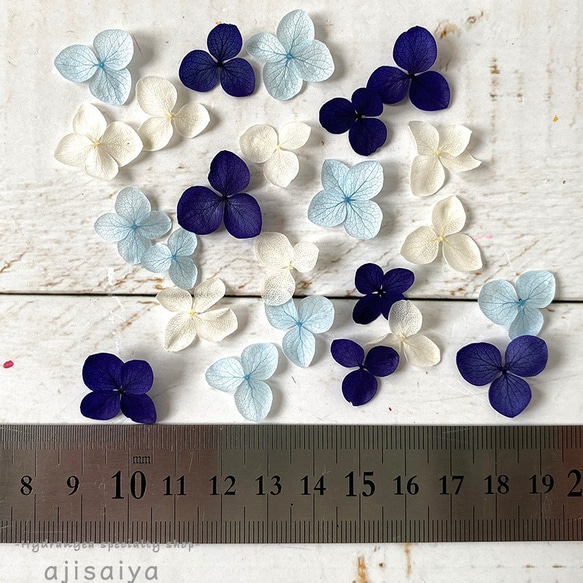 新色繡球花瓣[Anabel Marine Blue mix 30日本製造]繡球算命 第3張的照片