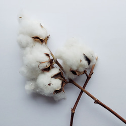 播州織　オーガニックコットンストール　古代紫（ライトラベンダー） 10枚目の画像