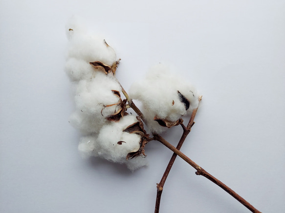 播州織　オーガニックコットンストール　古代紫（ライトラベンダー） 10枚目の画像