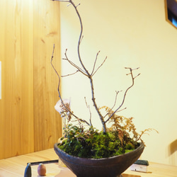cr-3　盆栽　コナラ･大実コケモモ 1枚目の画像