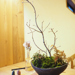 cr-3　盆栽　コナラ･大実コケモモ 2枚目の画像