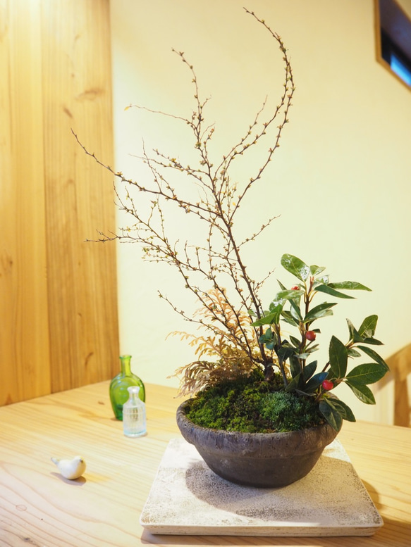 cr-9 盆栽　雪柳･姫ヤブコウジ 1枚目の画像