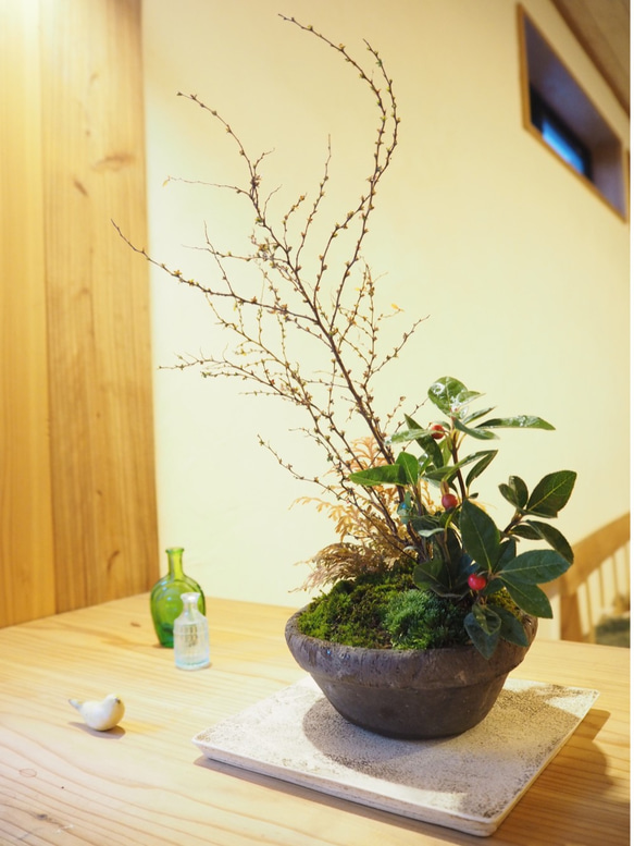 cr-9 盆栽　雪柳･姫ヤブコウジ 2枚目の画像