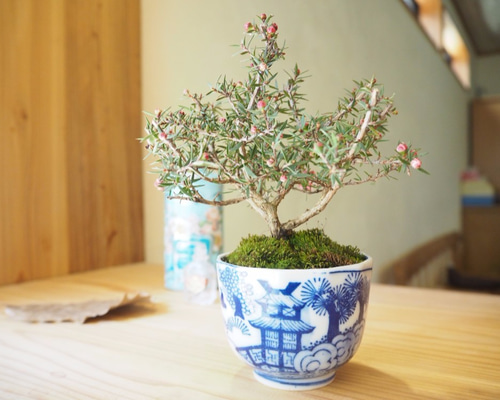 盆栽(割烹) 盆栽小鉢 松 四寸 – Narrative Platform