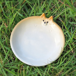 Small Shiba Inu Plate Clear不適用於再次上架 第3張的照片