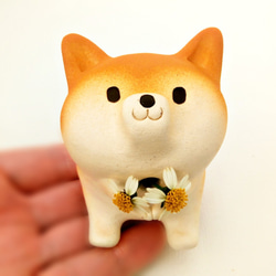 Shiba Inu 花瓶和鮮花！適合情人節和白色情人節的坐姿！ 第1張的照片