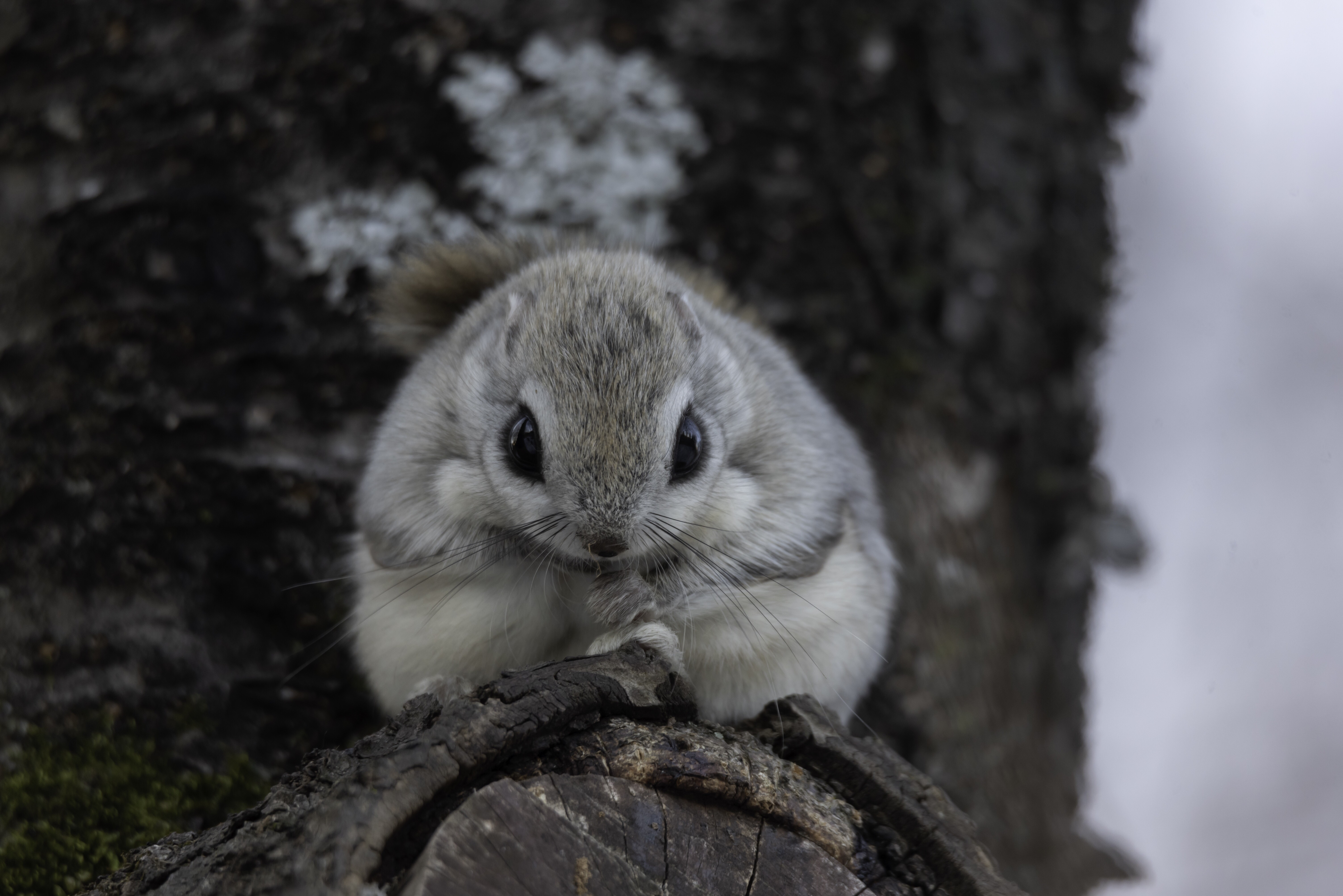 エゾモモンガ出品 エゾモモンガ出品