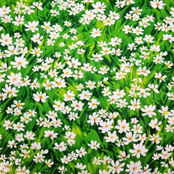 ★USAコットン★デイジーのお花畑柄★ 2枚目の画像
