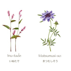 野の花のレターセット（ベージュ） 2枚目の画像