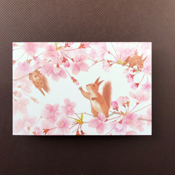激安大特価！ ポストカード「リスと桜」5枚セット（セレクト可） ポスト その他