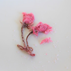ギフト・プレゼントにも！桜シフォンケーキ17センチホール★甘さ控えめで桜餅のような風味のしっとりシフォン 2枚目の画像