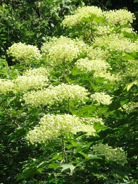 山中塗 ちとせ椀 Co【山中漆器】【汁椀】 【お椀】【漆塗り】 13枚目の画像