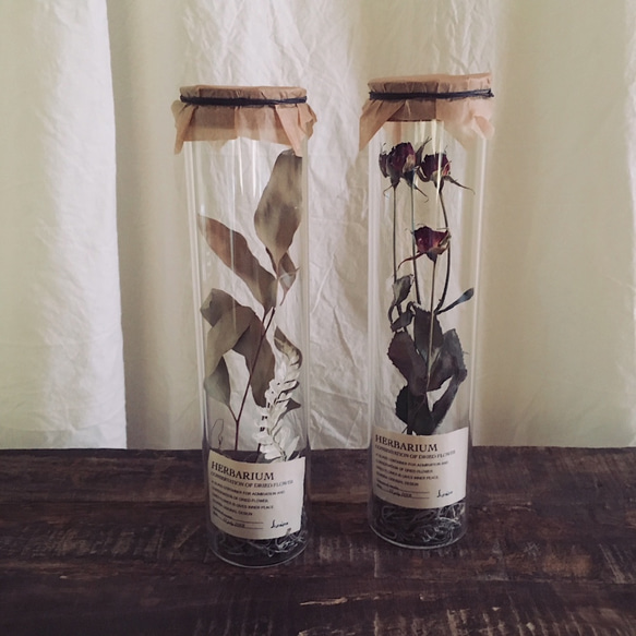 〜植物標本〜Herbarium conservation of dried flower スプレーバラ 2枚目の画像