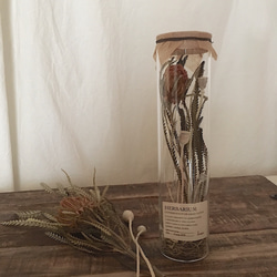 〜植物標本〜Herbarium conservation of dried flower ドリアンドラ 1枚目の画像