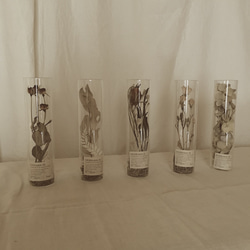 〜植物標本〜Herbarium conservation of dried flower ドリアンドラ 4枚目の画像
