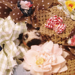 ＰＵＧ♪お花畑でかくれんぼ 4枚目の画像