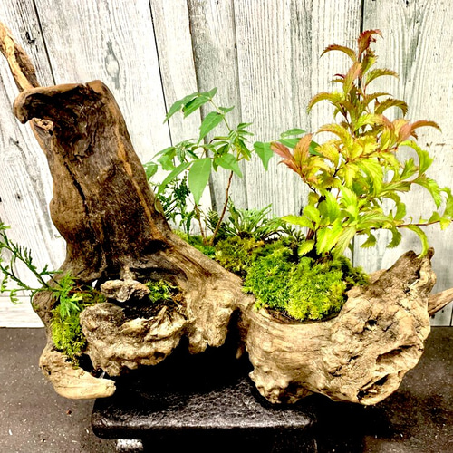 熊野古道、里山の流木盆栽 盆栽 キコリ 通販 12100781｜Creema(クリーマ)
