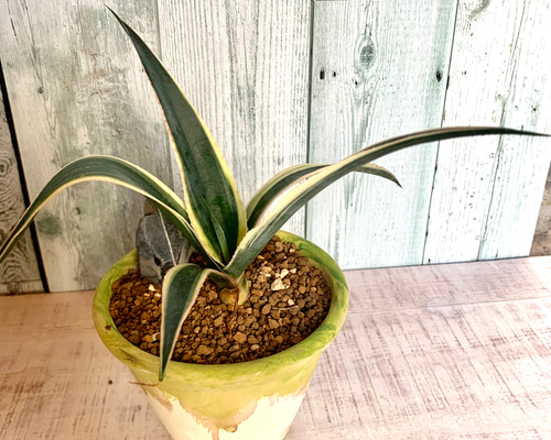 カレイドスコープ(マンフレダ×アガベ)の希少種 多肉植物 キコリ 通販