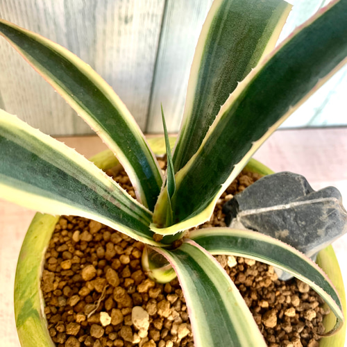 カレイドスコープ(マンフレダ×アガベ)の希少種 多肉植物 キコリ 通販