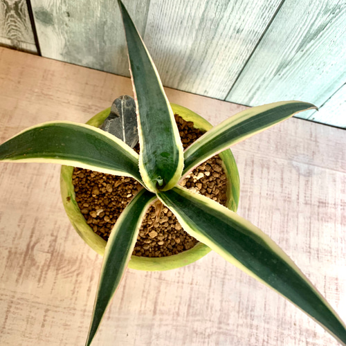 カレイドスコープ(マンフレダ×アガベ)の希少種 多肉植物 キコリ 通販