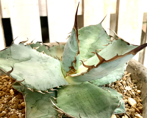 ホワイトアイス　大株 アガベ チタノタ ホワイトアイス 大株 多肉植物 キコリ 通販