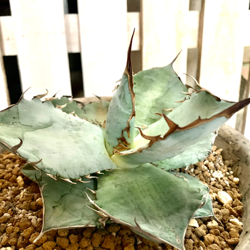 アガベ チタノタ ホワイトアイス 大株 多肉植物 キコリ 通販