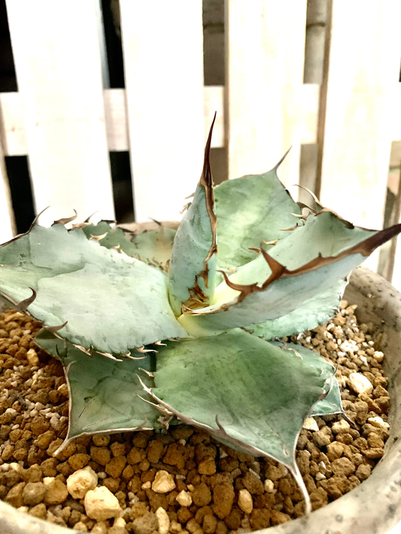 アガベ チタノタ ホワイトアイス 大株 多肉植物 キコリ 通販 12628161