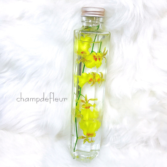 オンシジュームのハーバリウム その他インテリア雑貨 champdefleur  