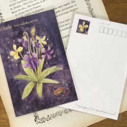 植物図鑑のポストカード　3種類セット 2枚目の画像
